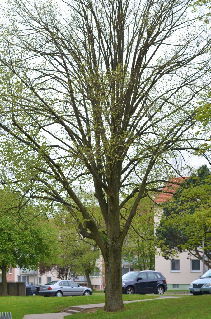 Tree 1, April (2)