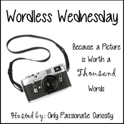 Wordless Wednesday 250