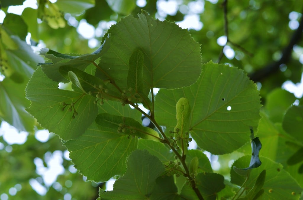 OM under leaves