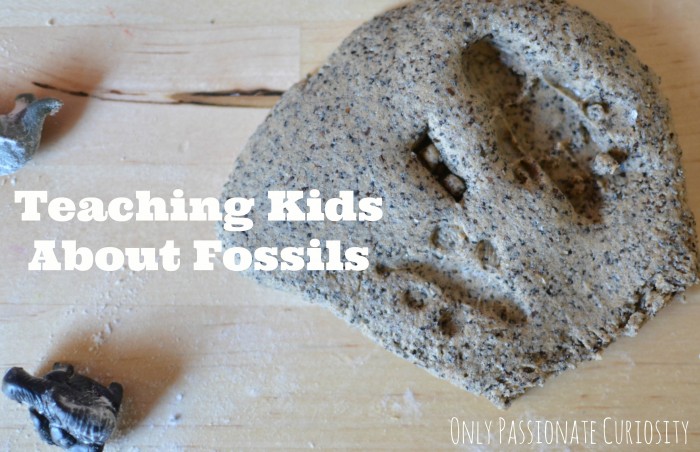 fossil dough image