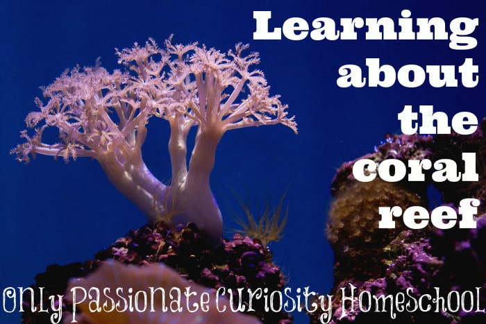 Learning about the coral reef