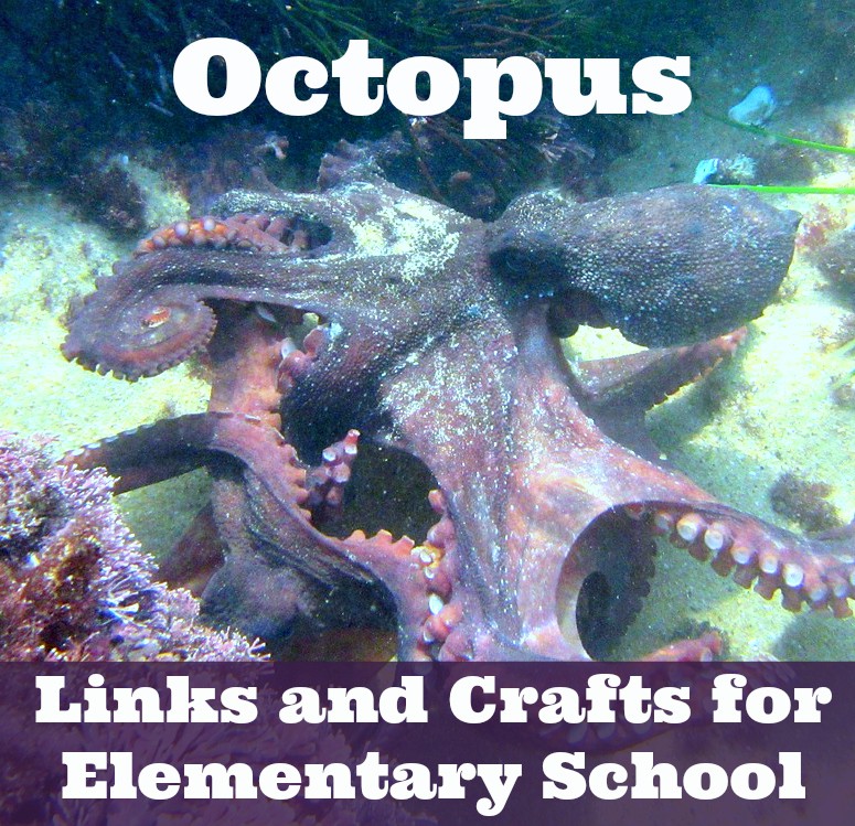 Octopus Learning and Fun!