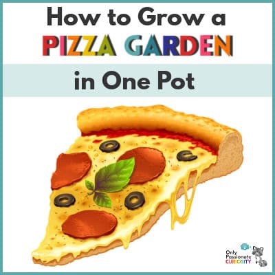 How to Grow a Pizza Garden in One Pot