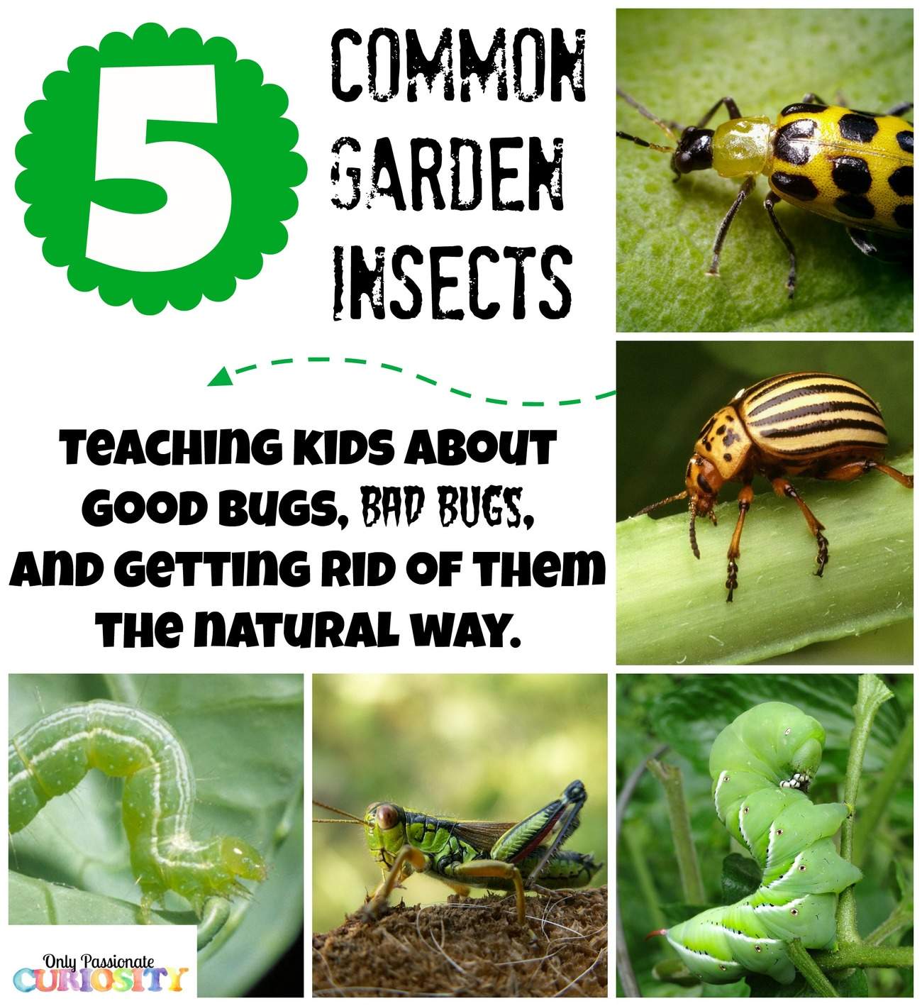 Teaching Children about Garden Bugs {and natural pesticide