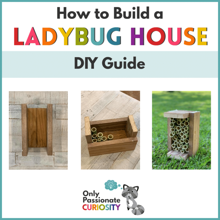 How to Build a Ladybug House