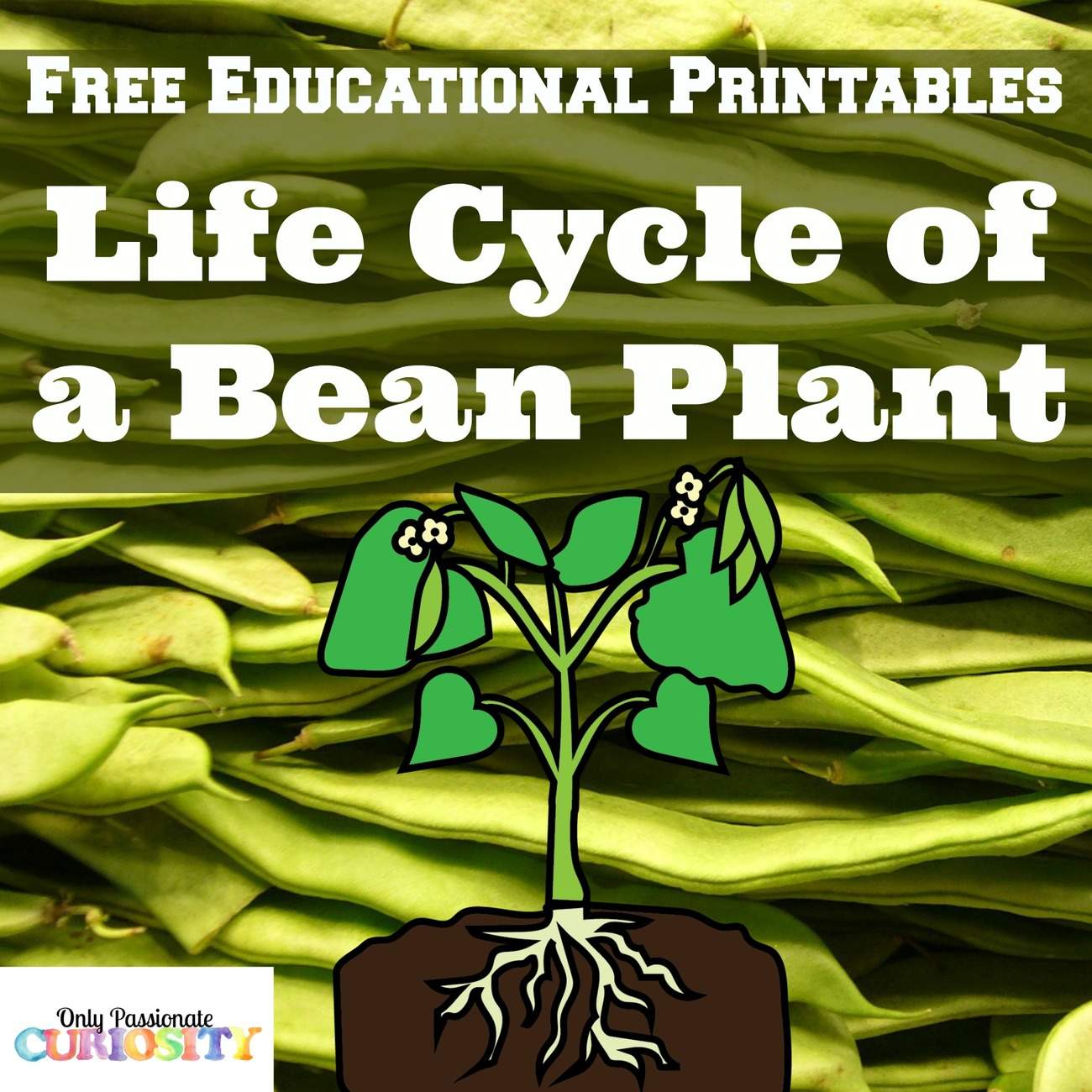 Plant Life Cycles {Free Printable}