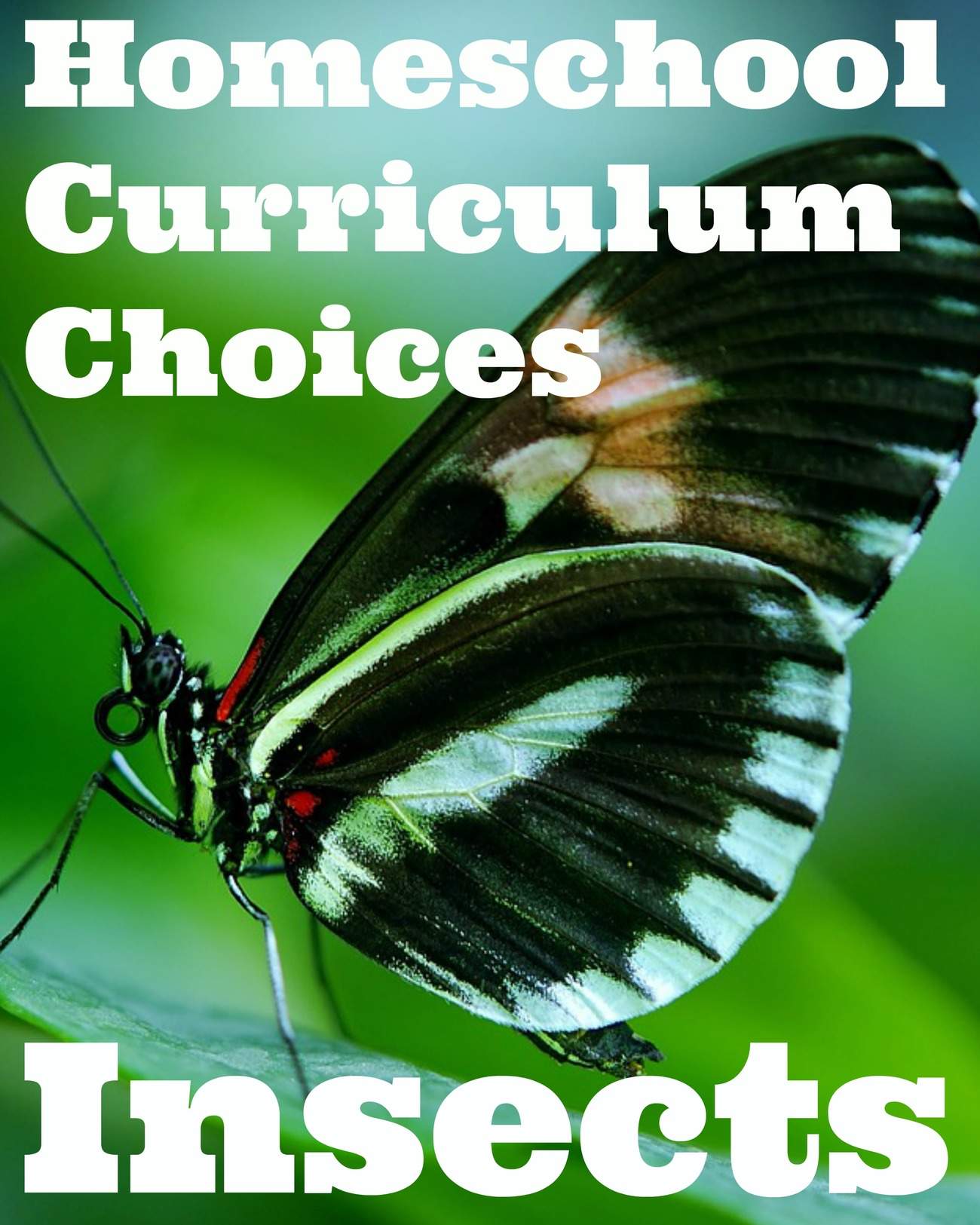 Entomology Curriculum {a.k.a. Learning about Bugs!}
