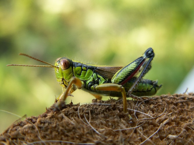 grasshopper-63174_1280