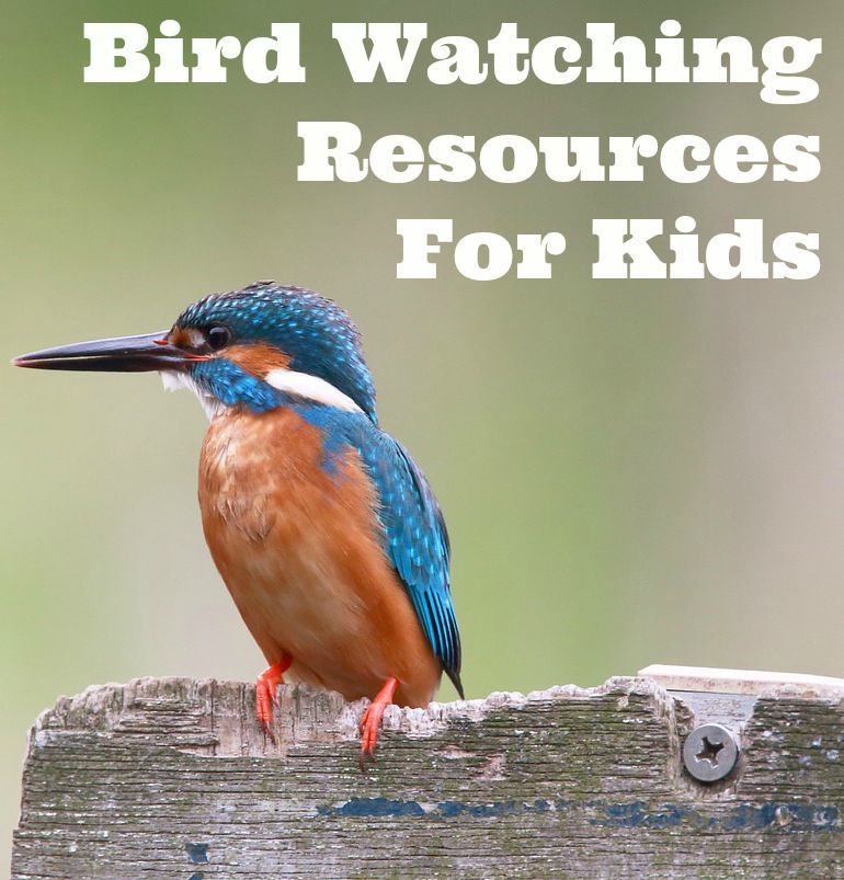 Population Ecology for Kids {Birdwatching Activity}