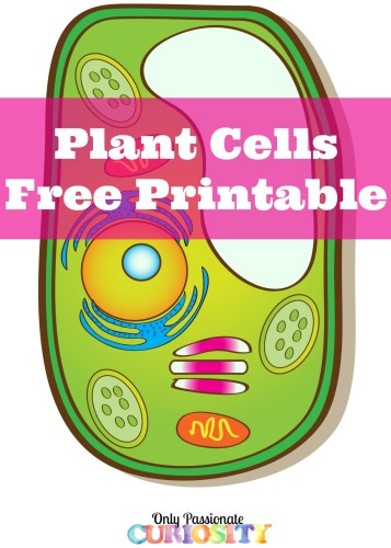 Plant Cells Free Printable