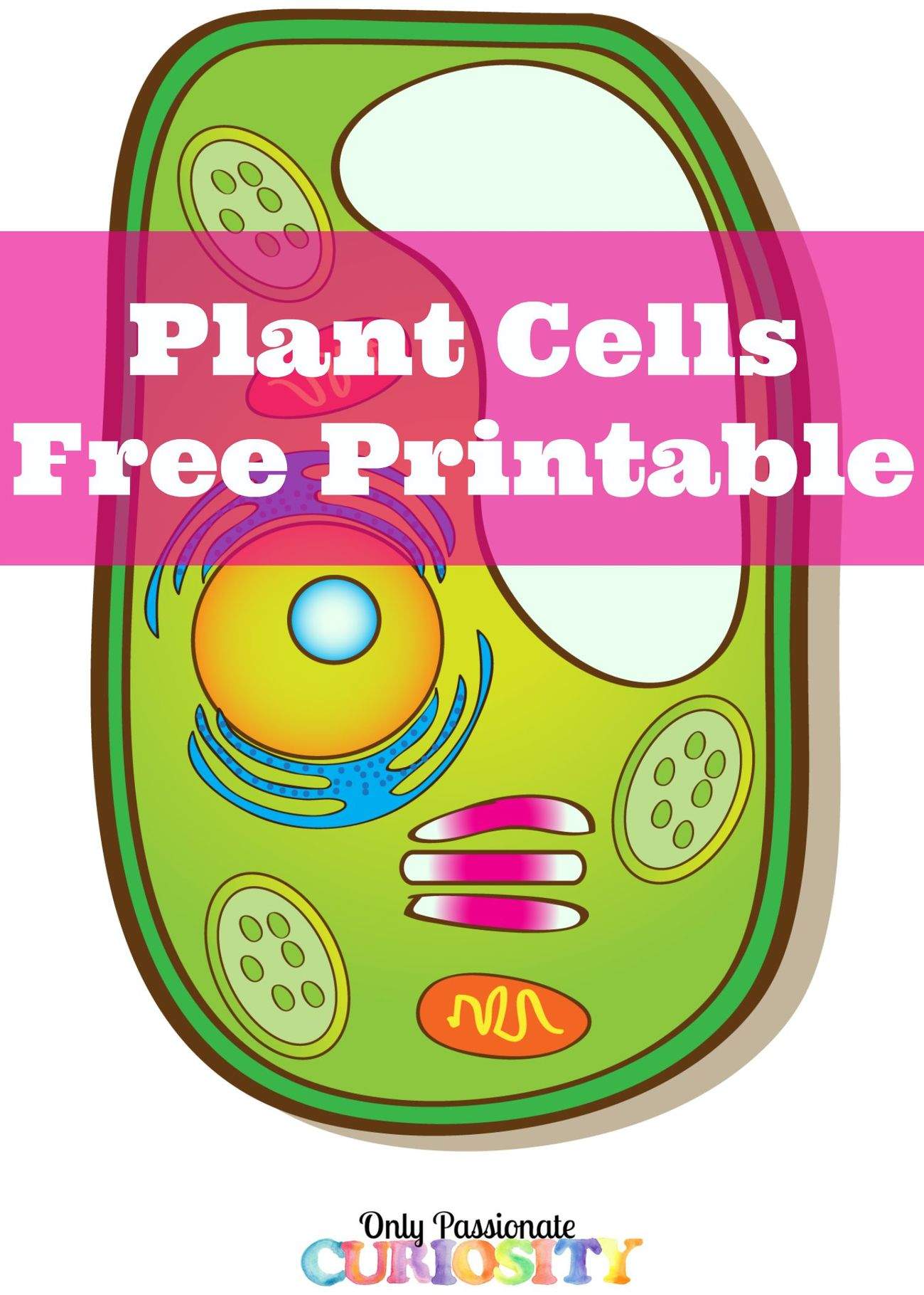 Learning About Plant Cells {Free Printable}