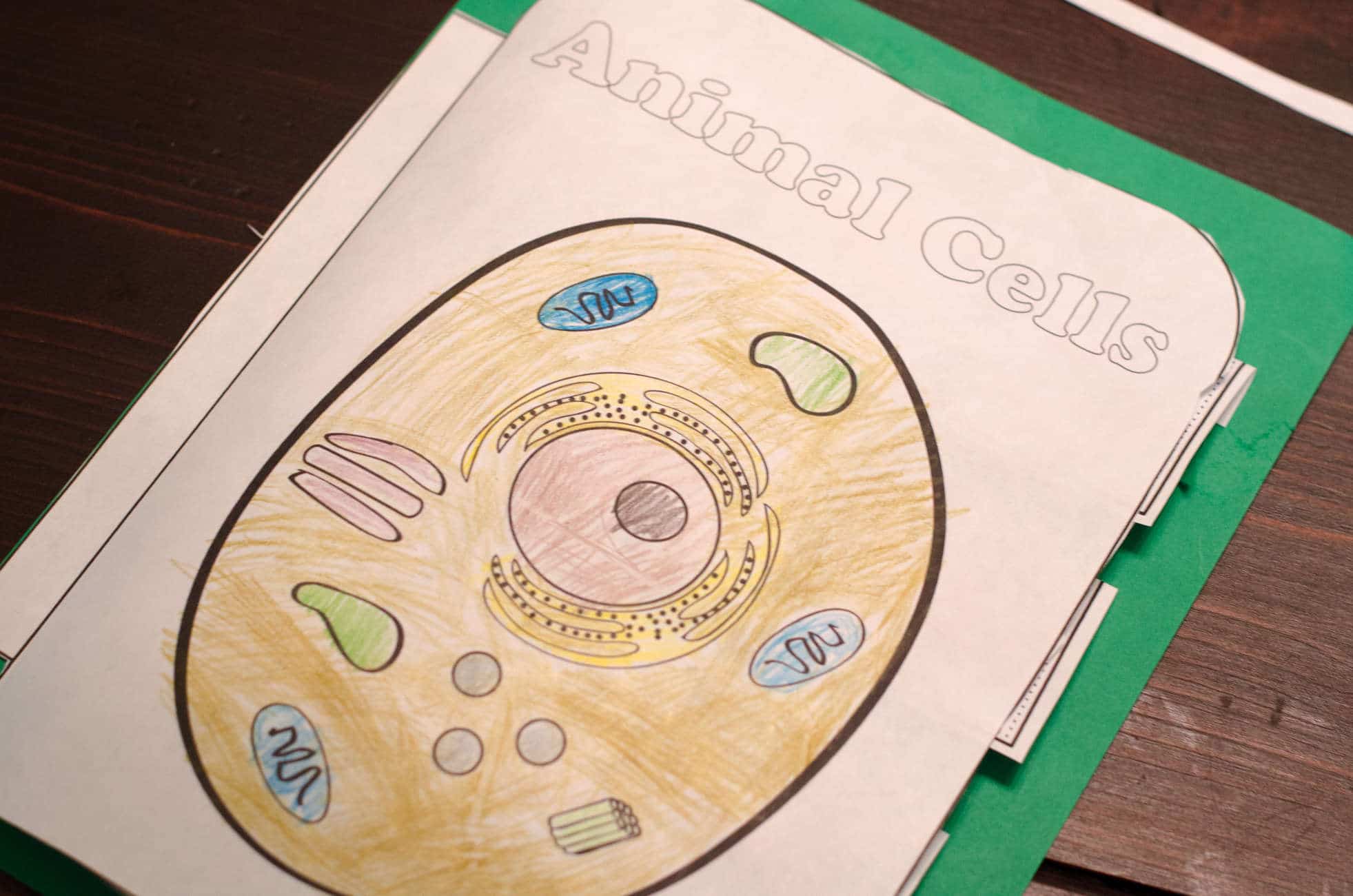 Animal Cell Interactive Notebook - Only Passionate Curiosity
