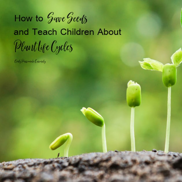 Seed Saving and Teaching Children About Plant Life Cycles