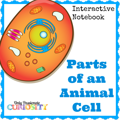 Parts of an Animal Cell