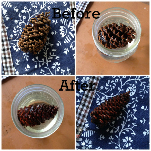pinecone.1