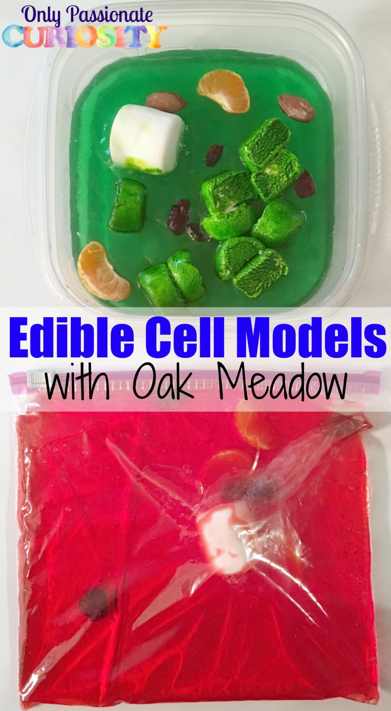Learning About Cells with Oak Meadow