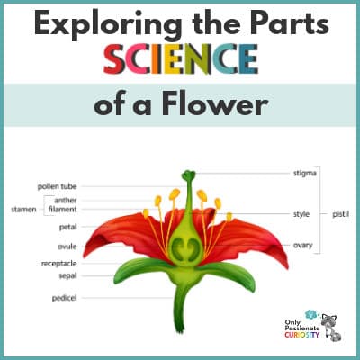 Exploring Flowers! Activities from Preschool to High School