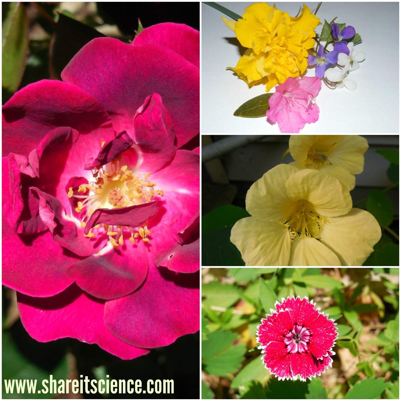 shareitscience_diversity-in-flowers (1)