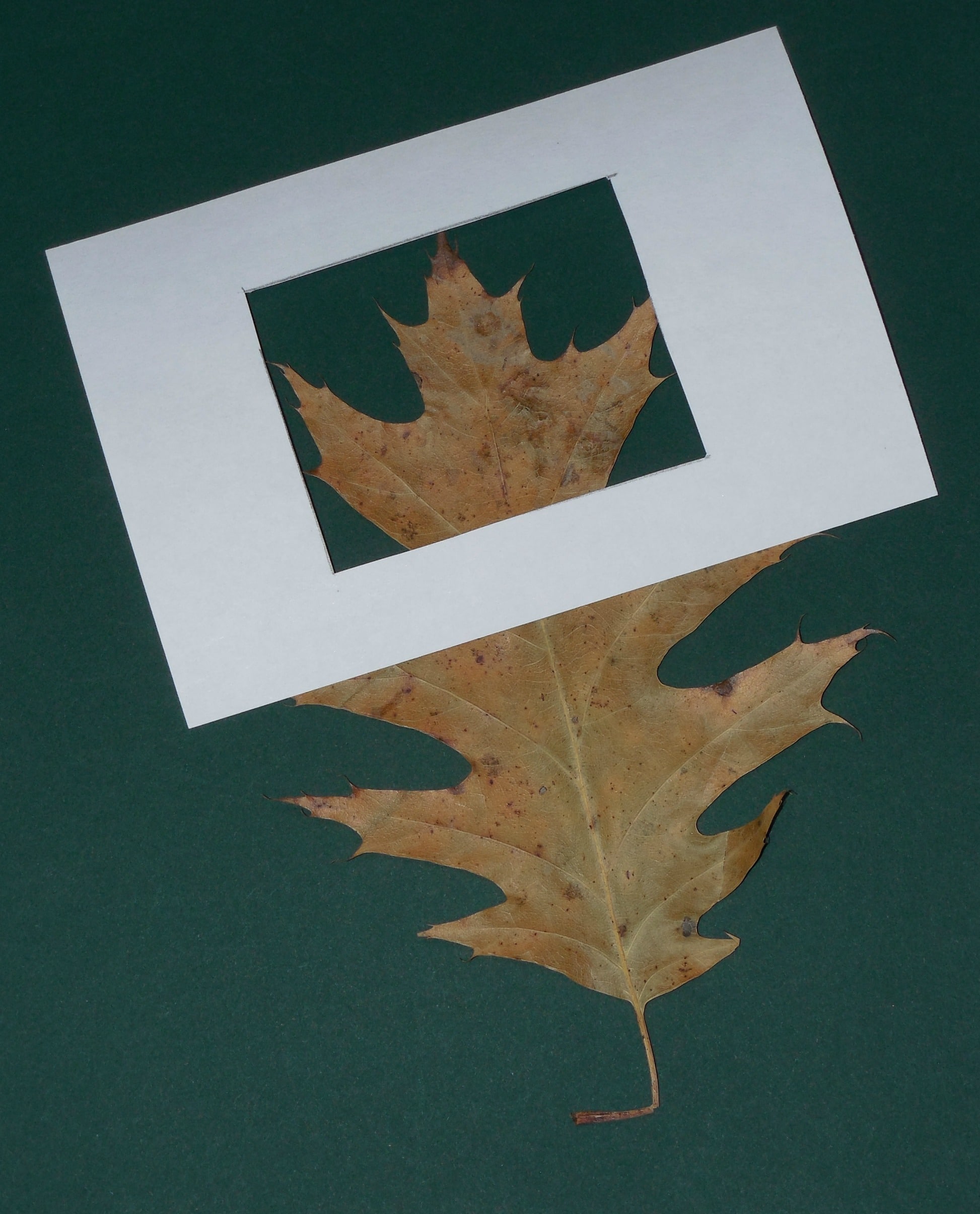 leaf-in-frame