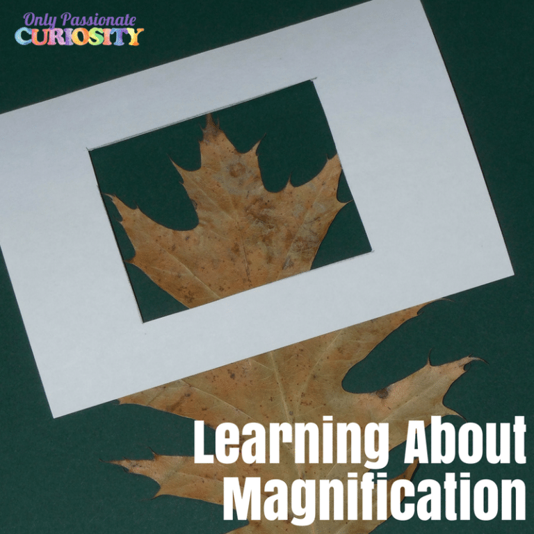 Magnify Without a Magnifier: A Science Art Project