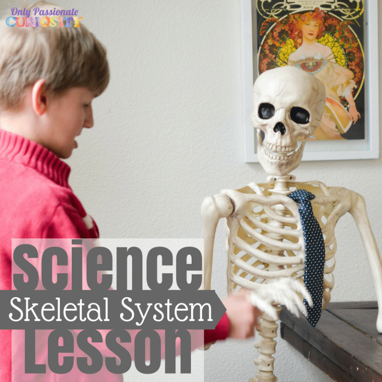 Learning about the Skeletal System