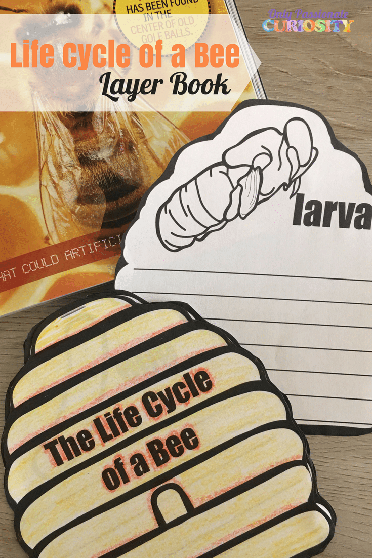 Printable Life Cycle of a Bee Layer Book - Only Passionate Curiosity