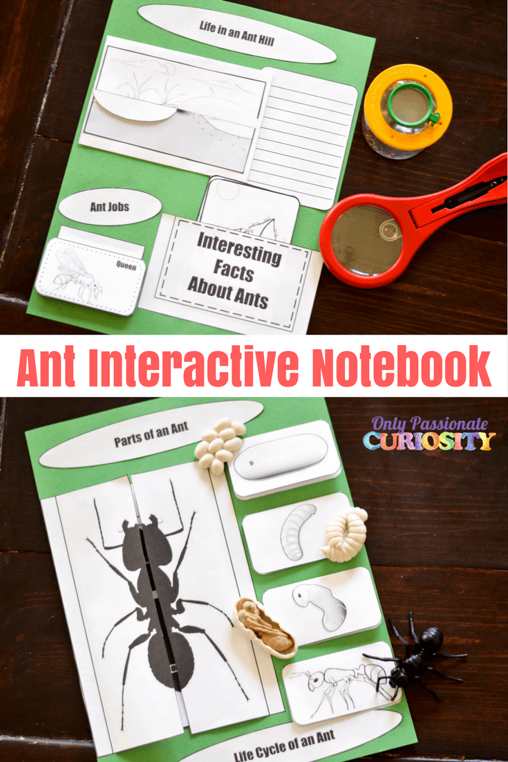 Investigating Ants
