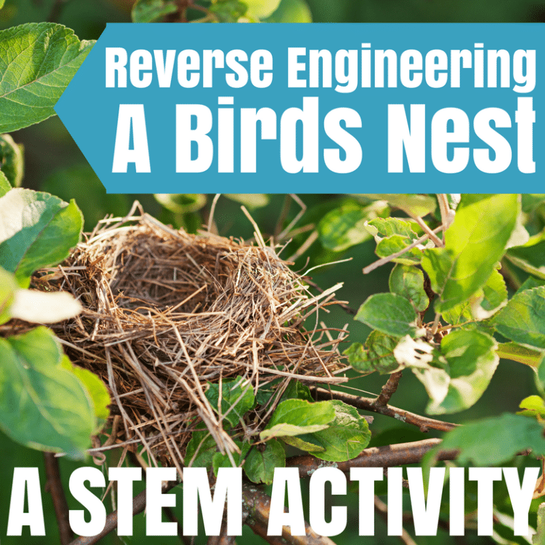 Reverse Engineering a Bird’s Nest