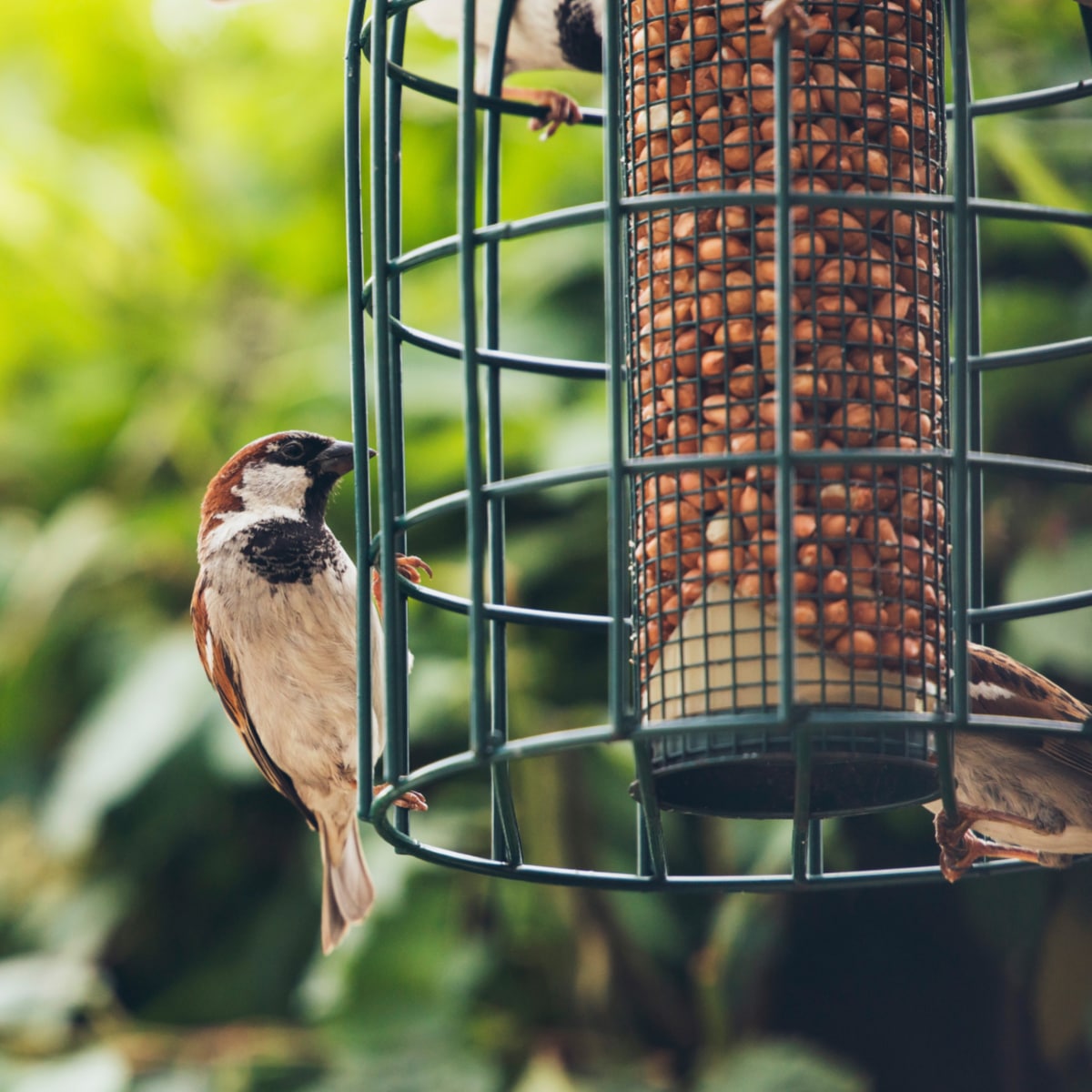 10 Easy Bird Feeder Science Activities