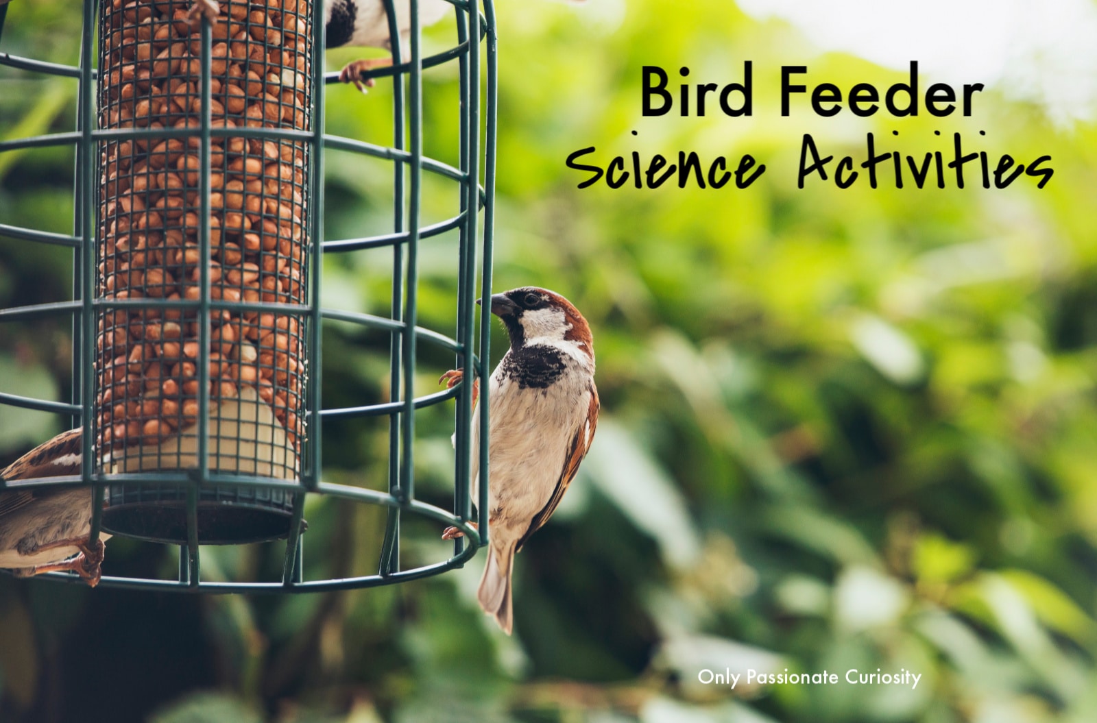 bird at bird feeder