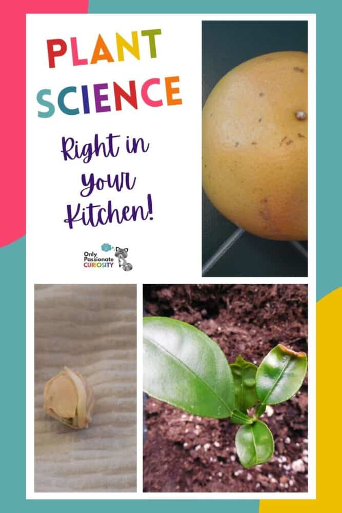 If you prepare meals with fresh ingredients, you probably often have seeds, roots and other plant parts that end up either in the trash or the compost bin. Did you know that you can grow plants from avocado pits, citrus seeds, carrot tops and more? It’s true. The bonus is, they all make for engaging science lessons because kids can see them grow right before their eyes!