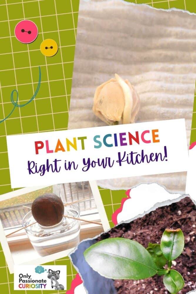 If you prepare meals with fresh ingredients, you probably often have seeds, roots and other plant parts that end up either in the trash or the compost bin. Did you know that you can grow plants from avocado pits, citrus seeds, carrot tops and more? It’s true. The bonus is, they all make for engaging science lessons because kids can see them grow right before their eyes!