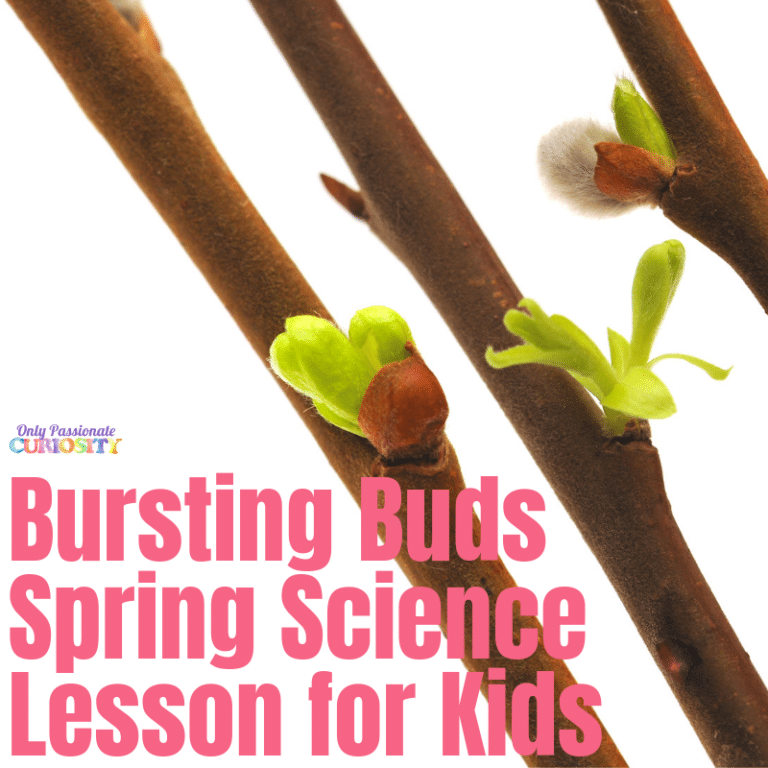 Bursting Buds Spring Science Project