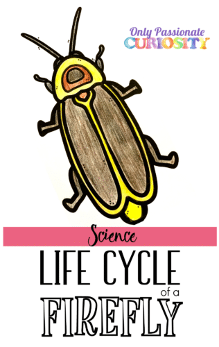 firefly life cycle