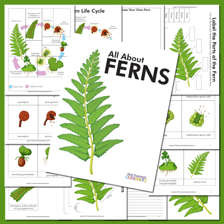 All About Ferns – Life Cycle Unit Study
