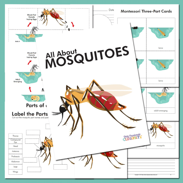 All About Mosquitoes-Life Cycle Unit Study