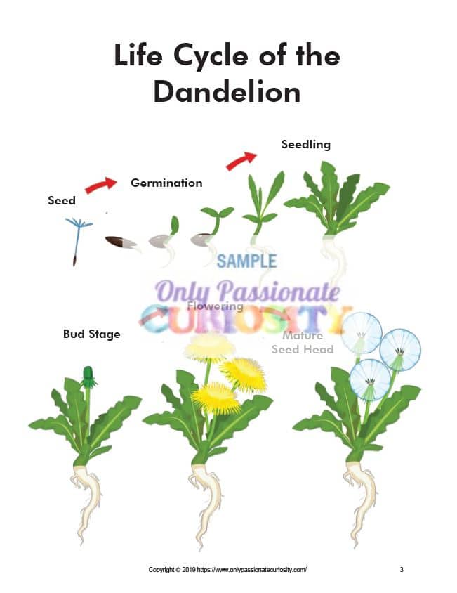 All About Dandelions A Life Cycle Unit Study Only Passionate Curiosity