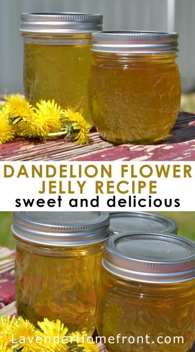 all about dandelions
