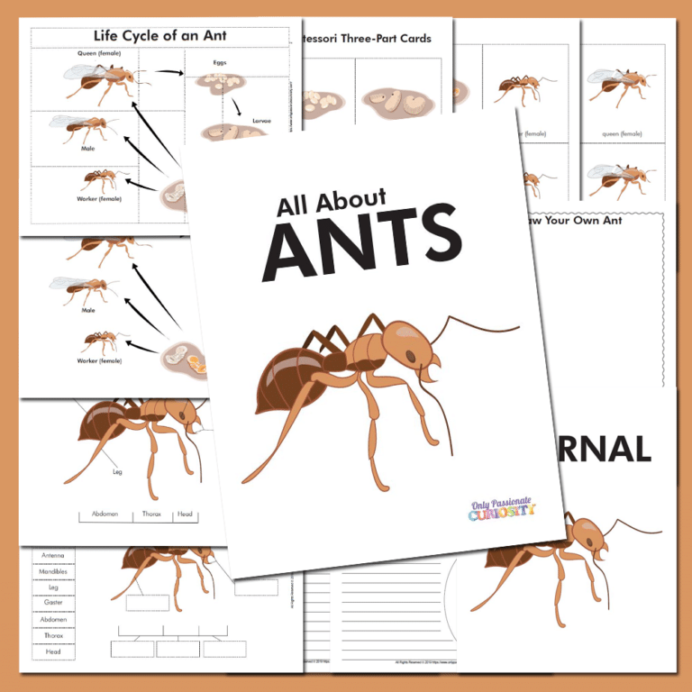 Life Cycle of an Ant Unit Study