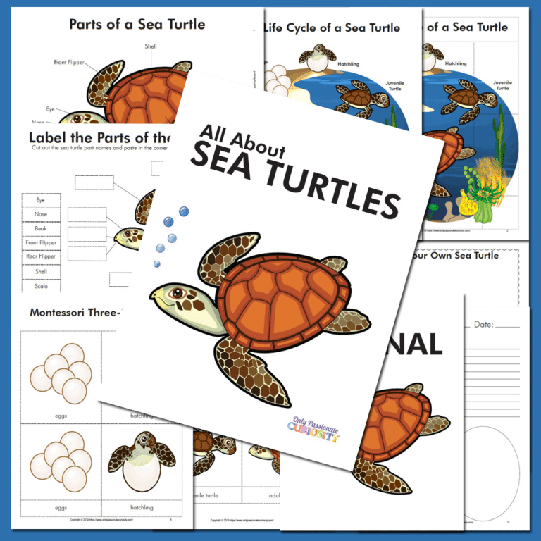 All About Sea Turtles