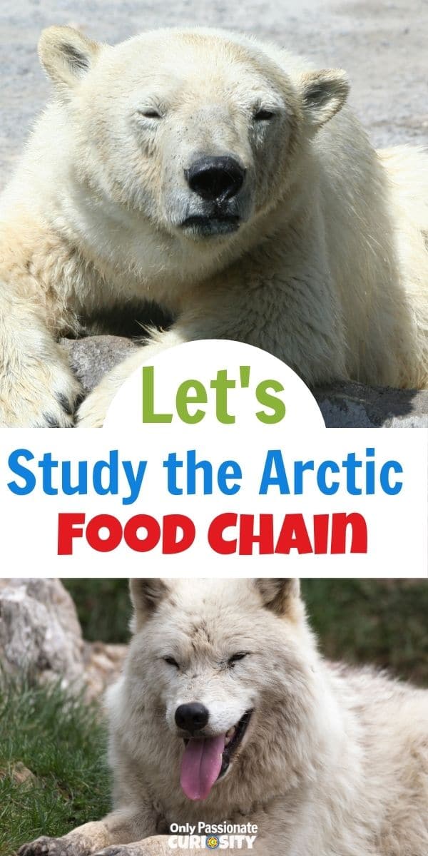 Have you ever thought about how simple things like food chains differ so much from one area to another? Today is the first in a series of articles and printables we'll be sharing with you about food chains in different areas of the world. The first article and printable in this series is this Arctic Food Chain Coloring Book. It's simple enough for younger children to use but can easily be a great jumping off point for a study for children who are a little older too!