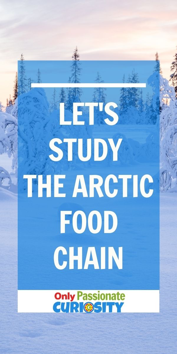 Have you ever thought about how simple things like food chains differ so much from one area to another? Today is the first in a series of articles and printables we'll be sharing with you about food chains in different areas of the world. The first article and printable in this series is this Arctic Food Chain Coloring Book. It's simple enough for younger children to use but can easily be a great jumping off point for a study for children who are a little older too!