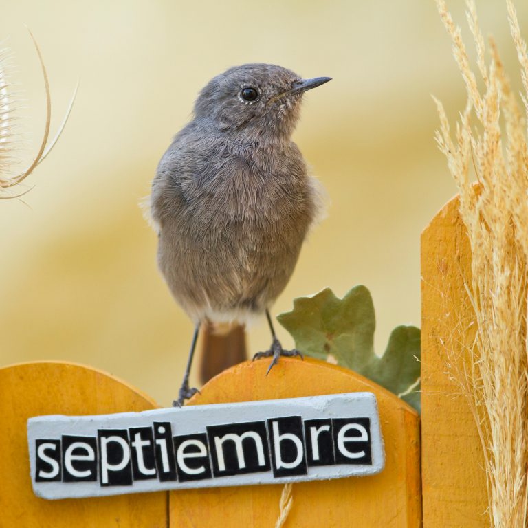 How to Learn the Months in Spanish