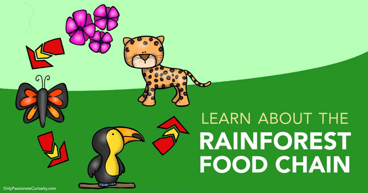 Learn About The Rainforest Food Chain Only Passionate Curiosity