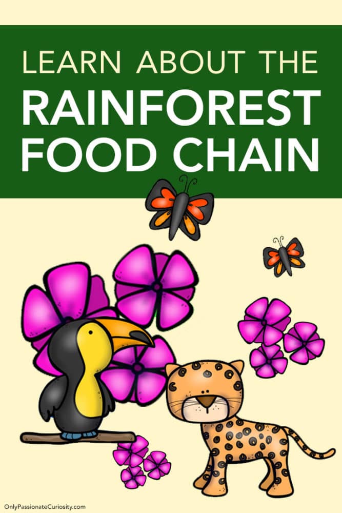 rainforest food chain