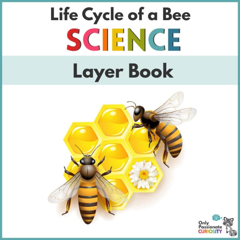 Printable Life Cycle of a Bee Layer Book