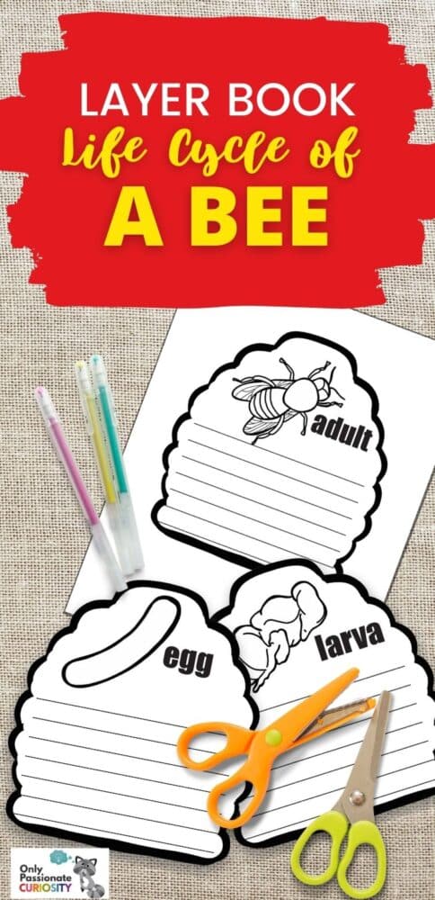 This life cycle of a bee layer book is a fun way for children to record what they're learning about the life cycle of a bee. Article includes information to extend your study to other insects!