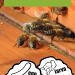 This life cycle of a bee layer book is a fun way for children to record what they're learning about the life cycle of a bee. Article includes information to extend your study to other insects!