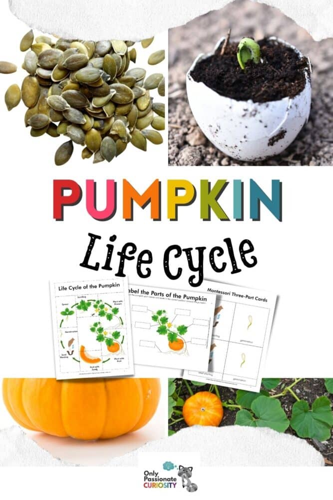 This All About Pumpkins Life Cycle Unit Study includes 16 pages of worksheets! You'll find pumpkin life cycle worksheets and a labeling activity in which your children will learn to label the parts of the pumpkin. We've also included Montessori three-part cards and a nature journal (with cover and blank pages for open-ended learning). It's perfect for students from 1st – 6th grades!
