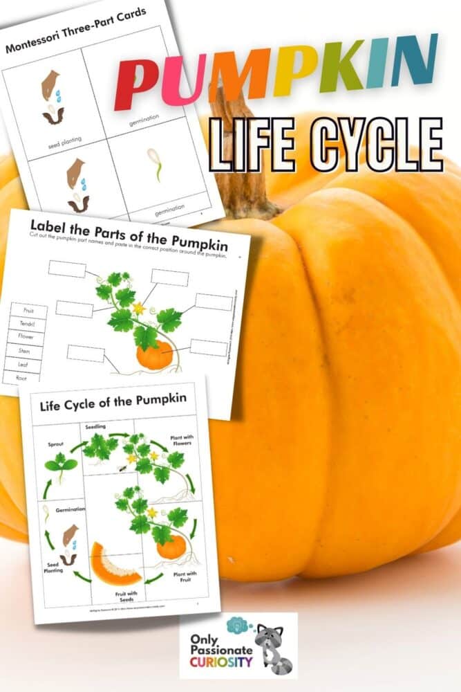 This All About Pumpkins Life Cycle Unit Study includes 16 pages of worksheets! You'll find pumpkin life cycle worksheets and a labeling activity in which your children will learn to label the parts of the pumpkin. We've also included Montessori three-part cards and a nature journal (with cover and blank pages for open-ended learning). It's perfect for students from 1st – 6th grades!
